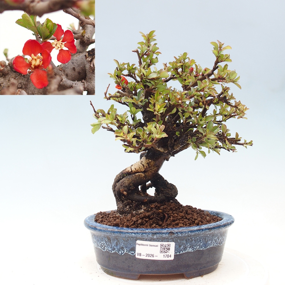 Bonsai für draußen - Chaneomeles speciosa - Quitte