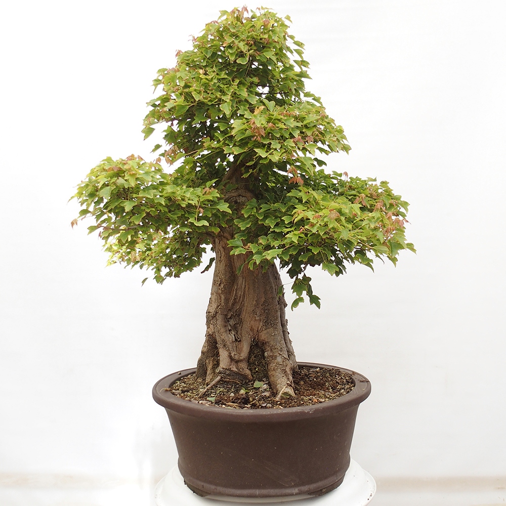 Bonsai im Freien - Ahorn Buergerianum - Burger Maple