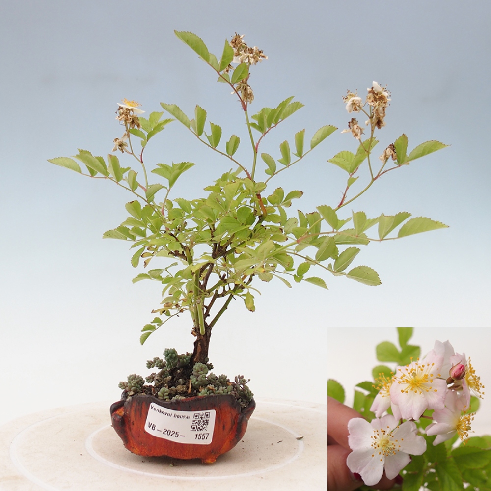 Freilandbonsai - Rosa sp. - kleinblumige Rose