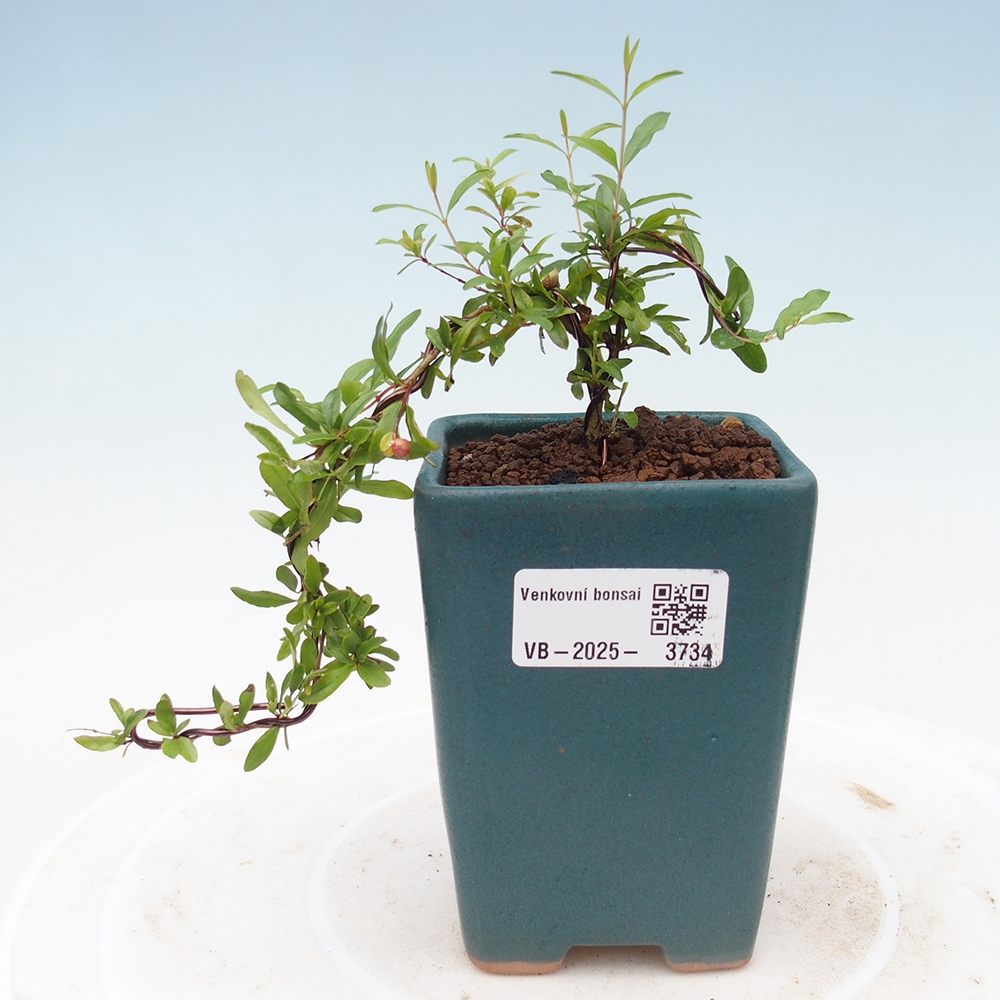 Zimmer Bonsai-PUNICA Granatum Nana-Granatapfel