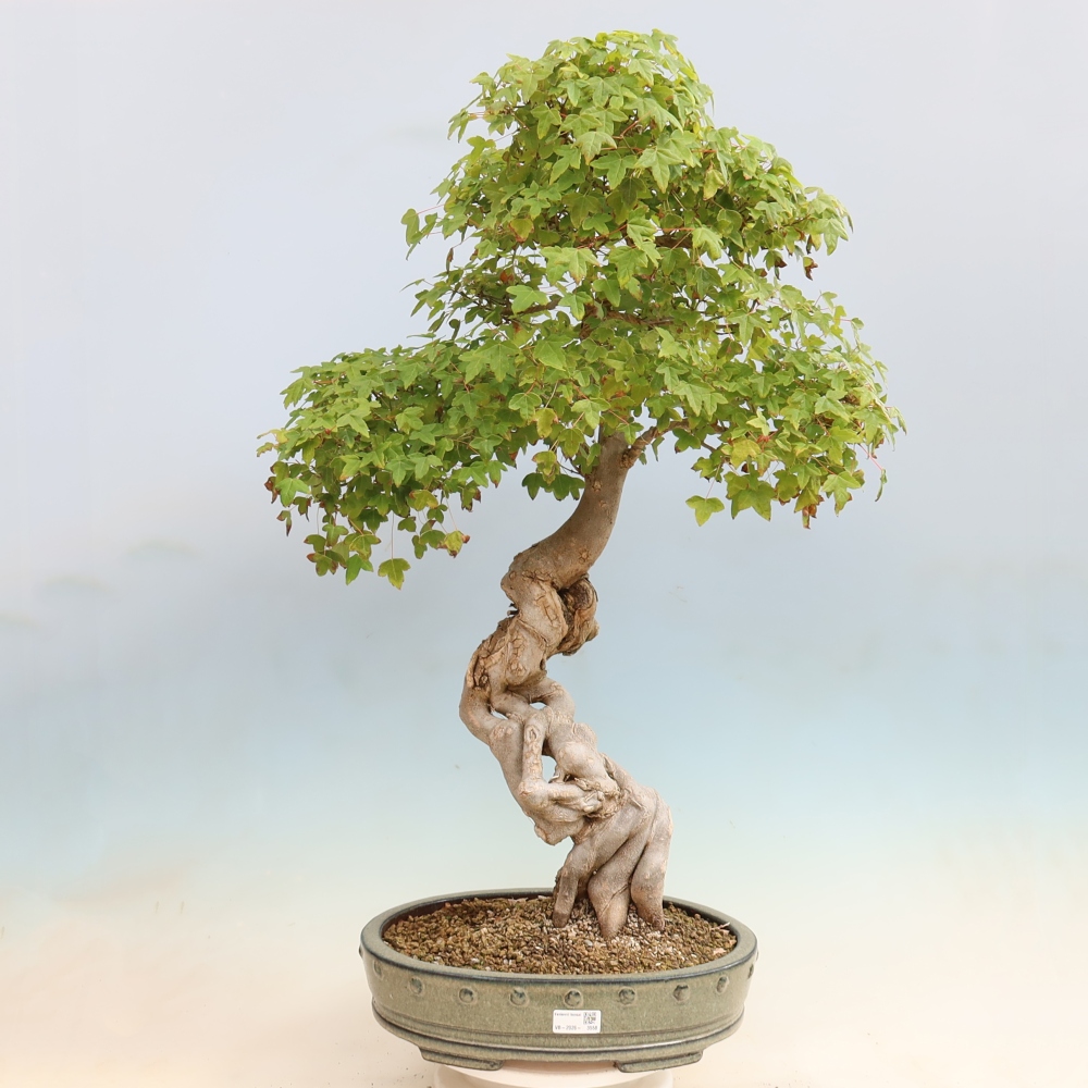 Bonsai für draußen - Acer Buergerianum - Bergahorn