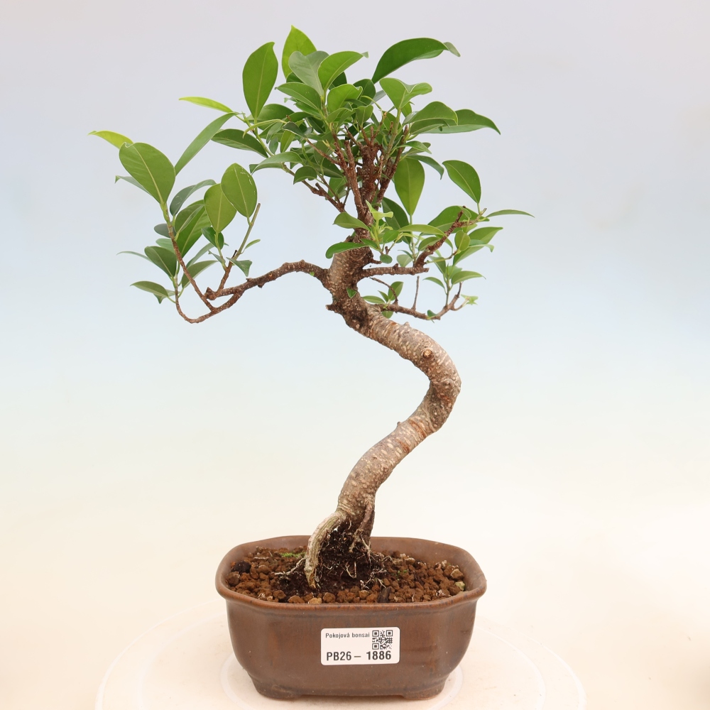 Zimmerbonsai - Ficus retusa - Kleinblättriger Ficus