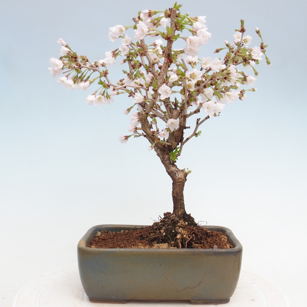 Bonsai für draußen - Prunus incisa Kojou-no mai-Plivon ausgeschnitten