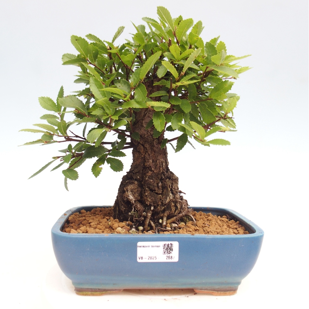 Bonsai im Freien - Zelkova - Zelkova NIRE