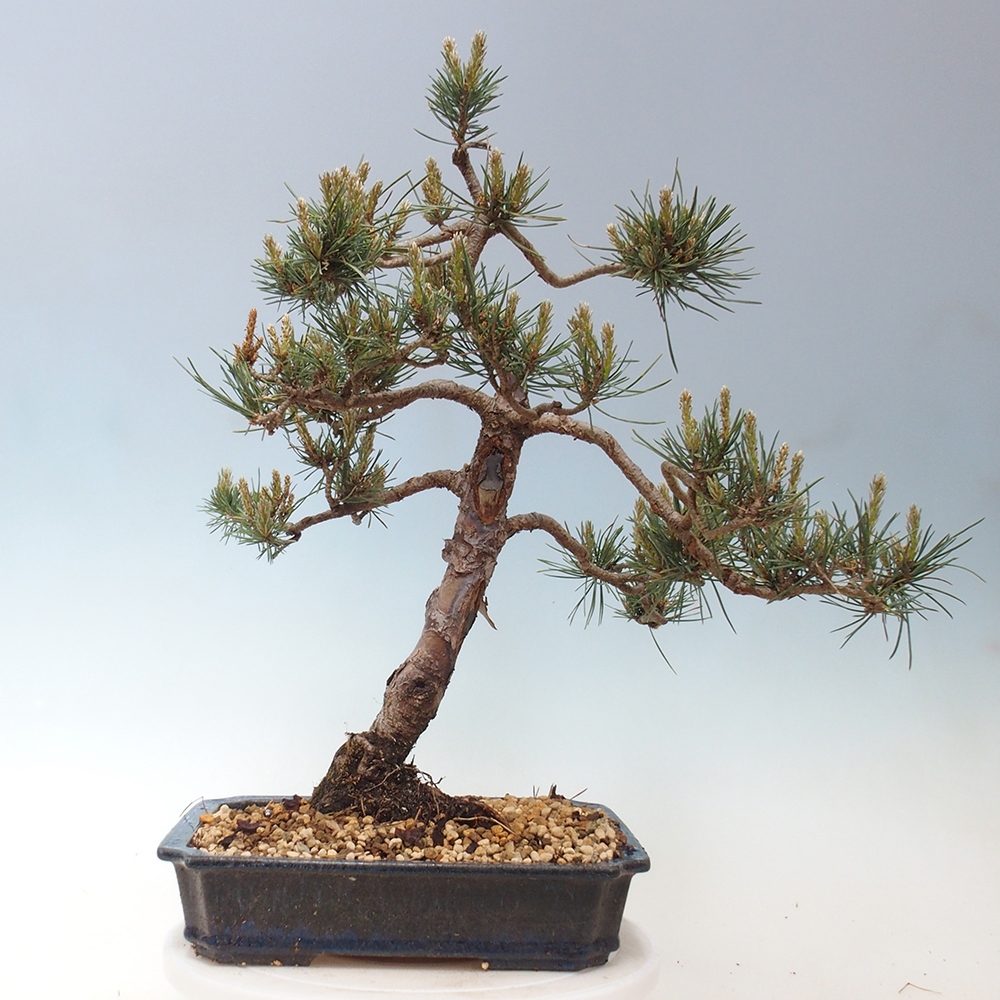 Bonsai im Freien - Pinus Sylvestris - Waldkiefer