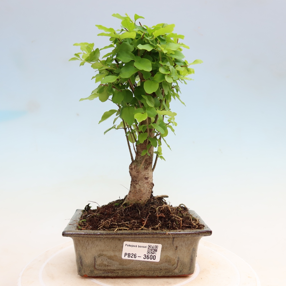 Zimmer Bonsai -Ligustrum chinensis - Vogelschnabel