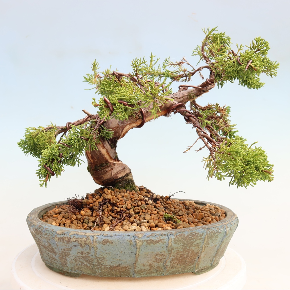 Bonsai für draußen - Juniperus chinensis Itoigawa-Juniperus chinensis