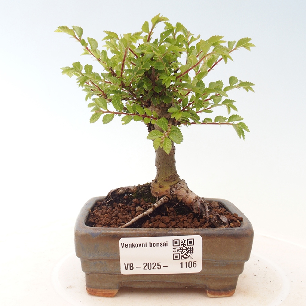 Bonsai im Freien - Ulmus parvifolia Sagei - Kleinblättrige Ulme