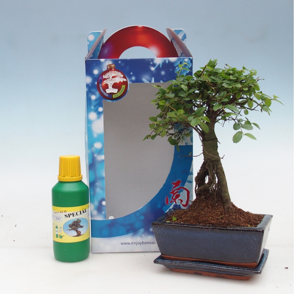 Ulmus parvifolia - Chinesische Ulme