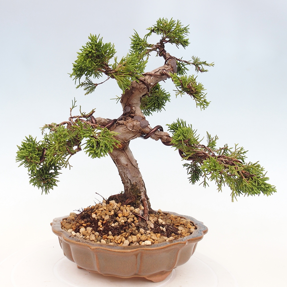 Outdoor bonsai - Juniperus chinensis Itoigawa - Chinese juniper