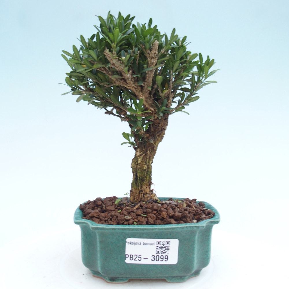 Zimmer Bonsai - Buxus harlandii - Kork Buchsbaum