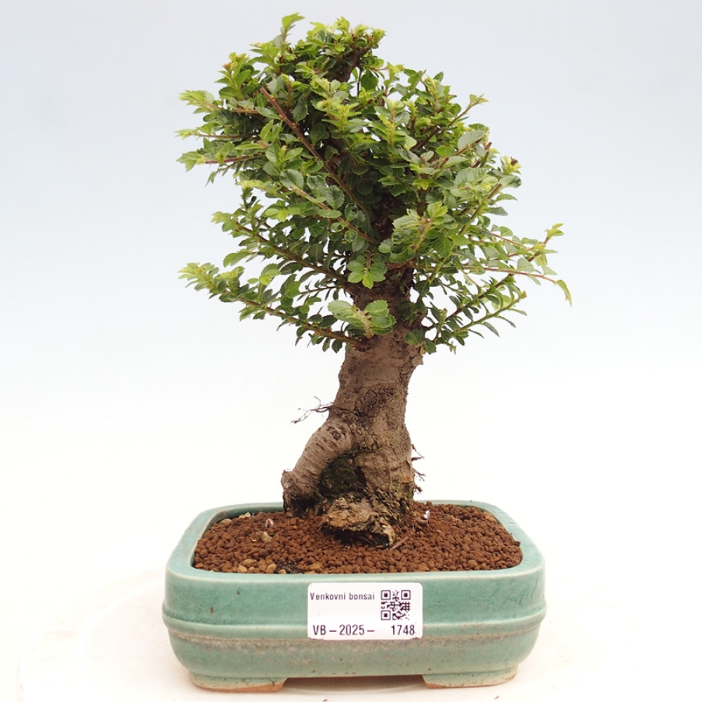 Bonsai im Freien - Ulmus parvifolia Hokkaido - Chinesische Ulme