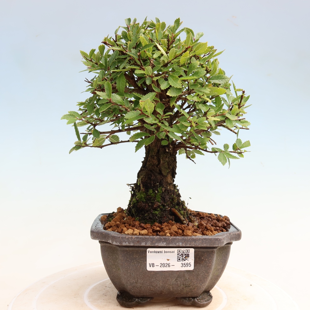 Bonsai für draußen - Zelkova - Zelkova NIRE