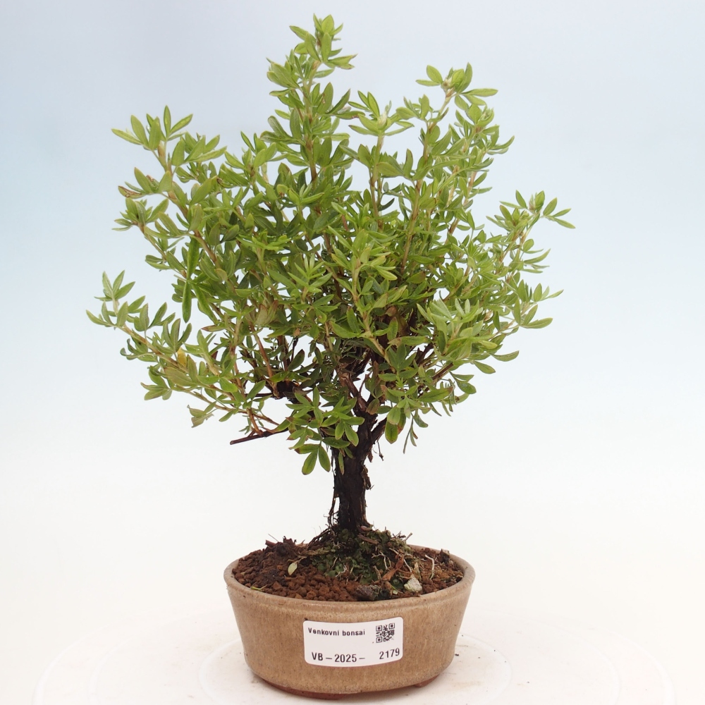 Outdoor-Bonsai-Fingerkraut - Potentila fruticosa gelber Vogel
