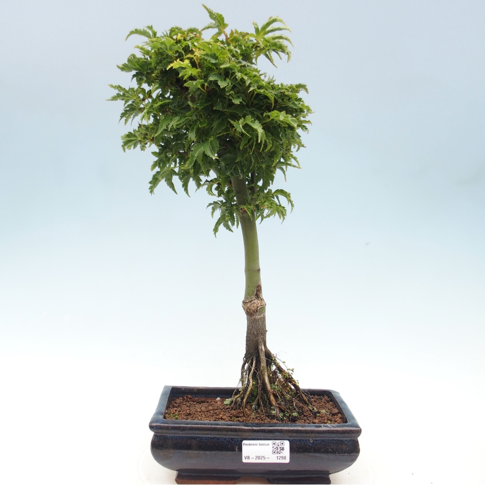 Bonsai im Freien - Acer palmatum Shishigashira-Ahorn