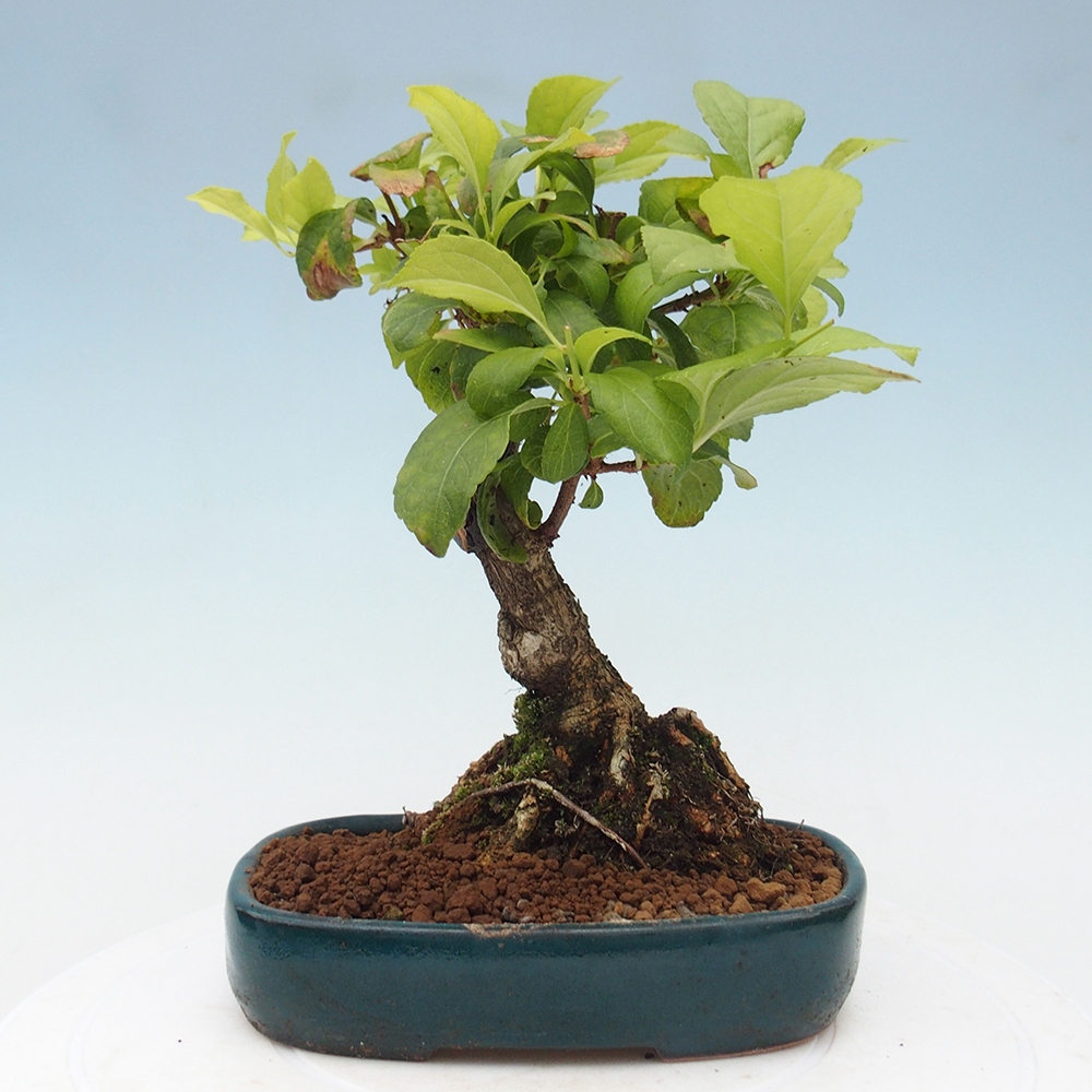 Outdoor-Bonsai - Celastrus Jesenec
