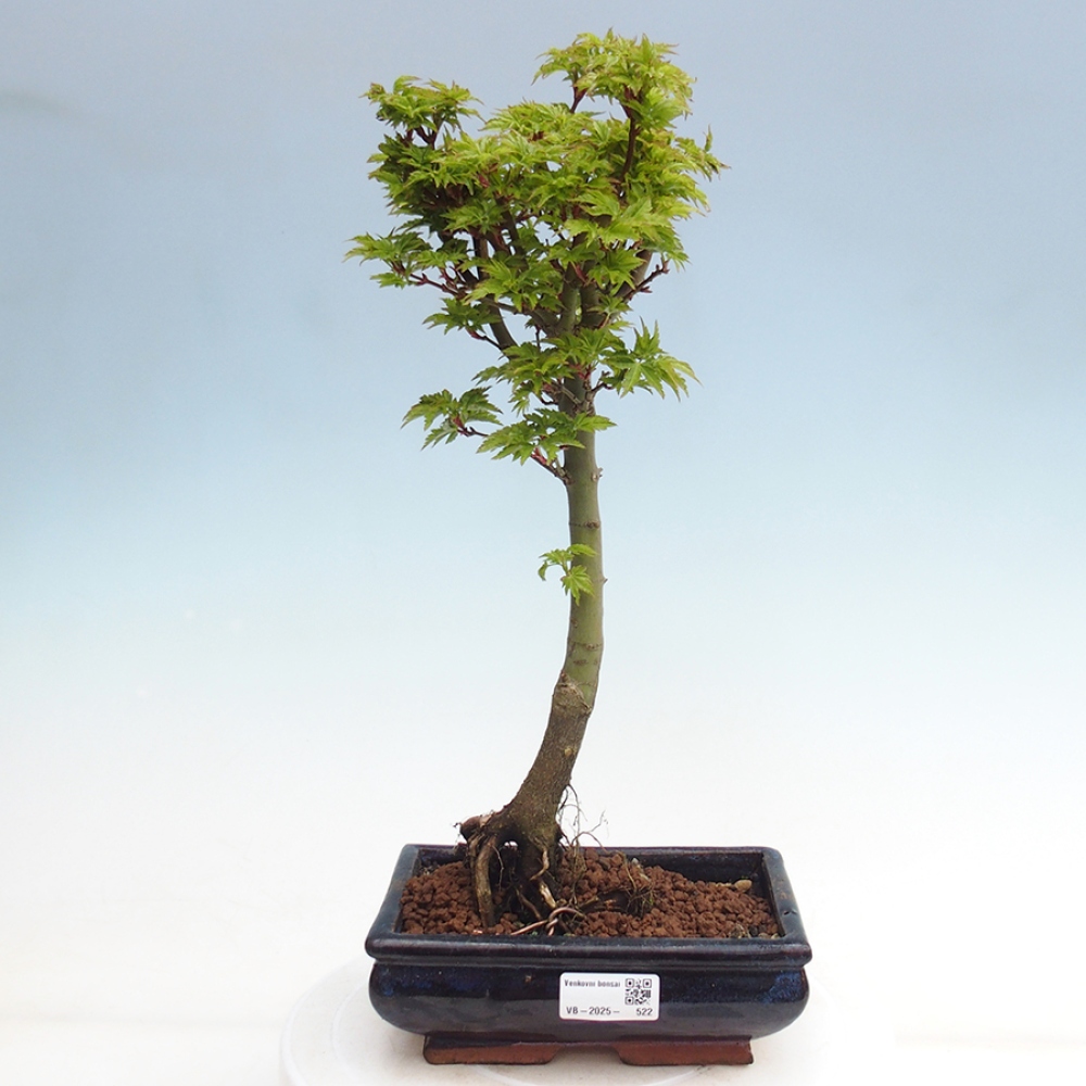 Bonsai im Freien - Acer palmatum Shishigashira-Ahorn