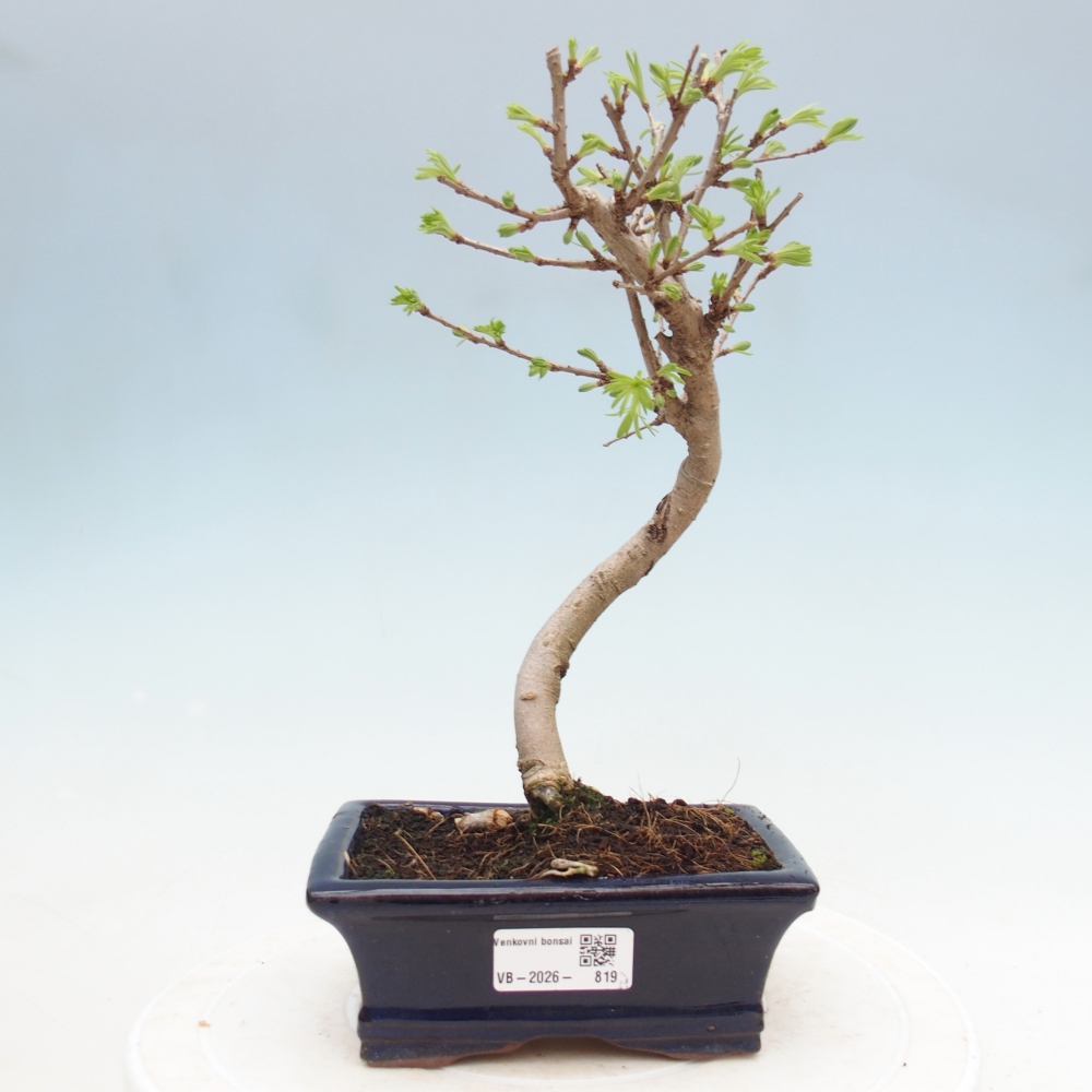 Bonsai für draußen -Pseudolarix amabis-Pseudolarix amabis