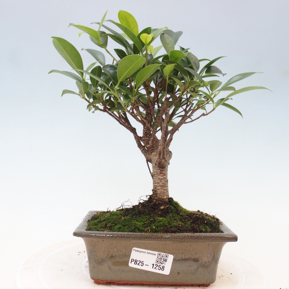 Zimmerbonsai - Ficus retusa - kleinblättriger Ficus