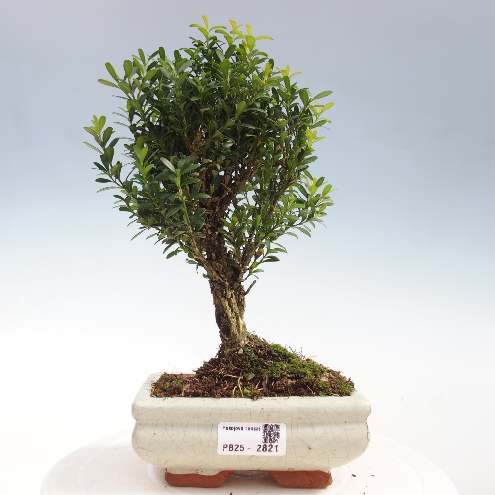 Zimmer Bonsai - Buxus harlandii - Kork Buchsbaum
