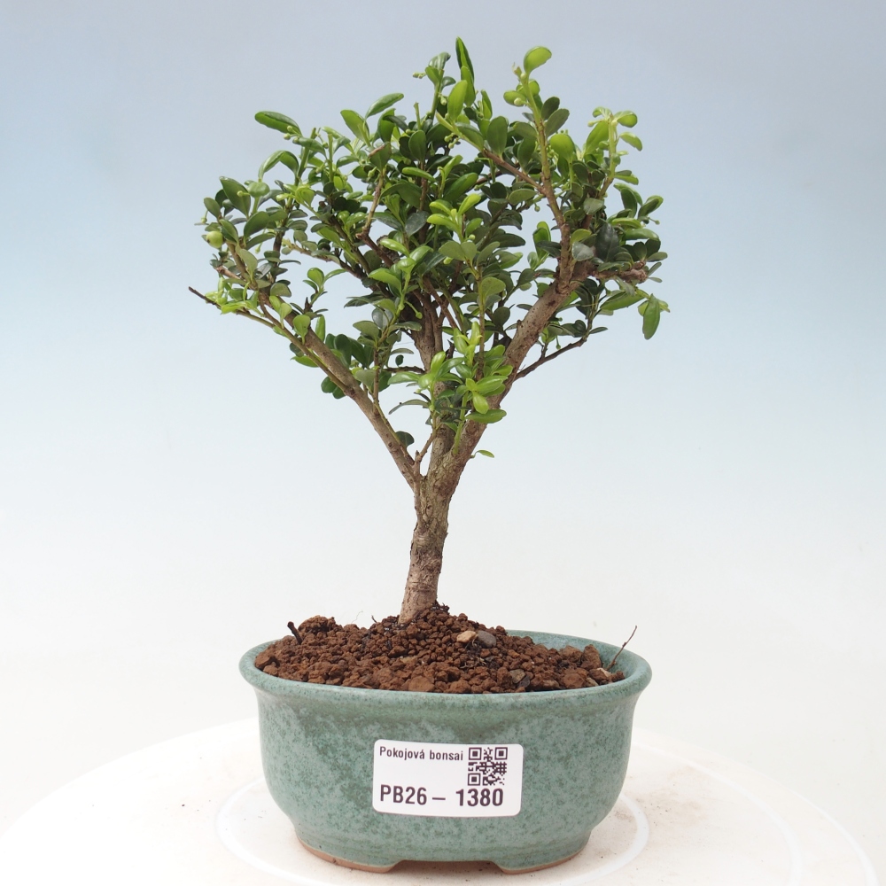 Zimmer Bonsai - Ilex crenata - Stechpalme