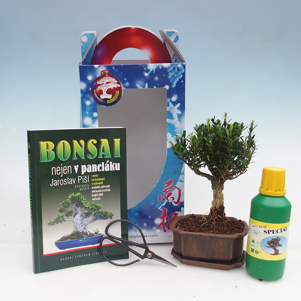 Zimmerbonsai im Geschenkkarton Buxus harlandii - Korkbuxus