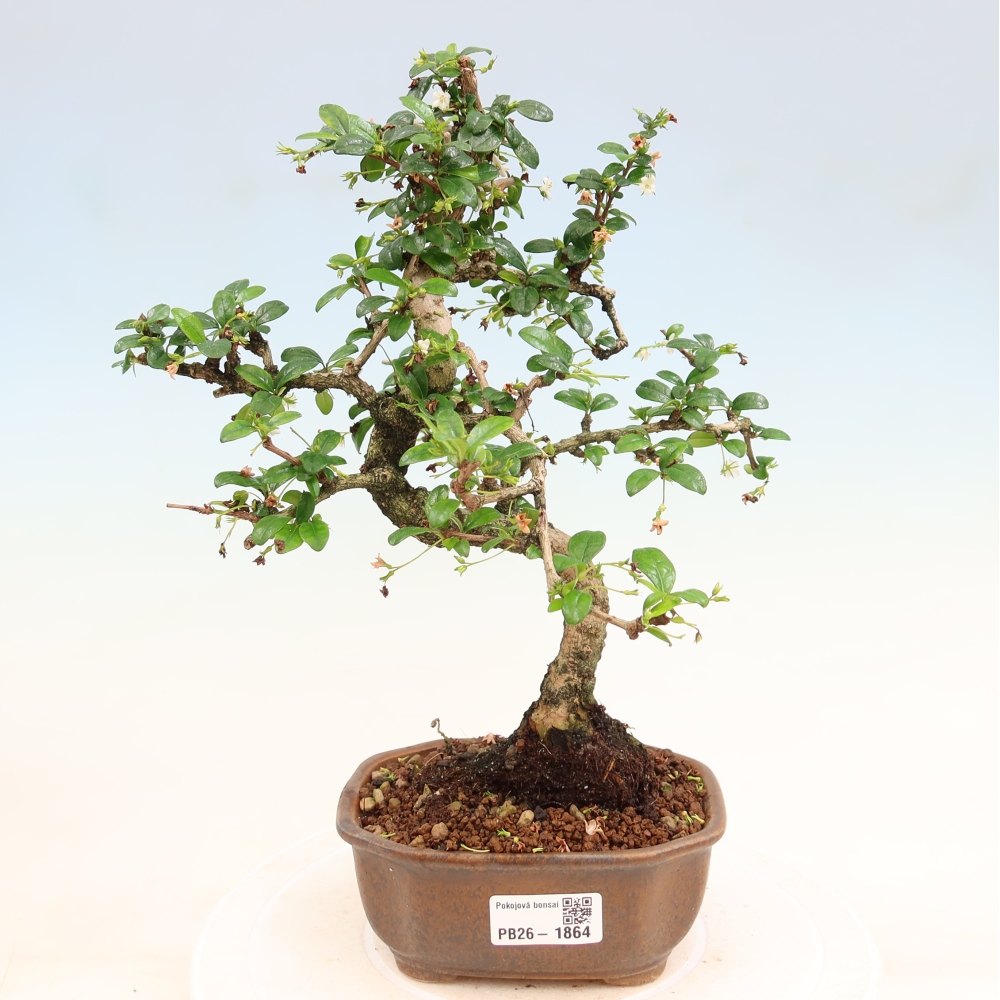 Zimmer-Bonsai - Carmona macrophylla - Tee-Fuki
