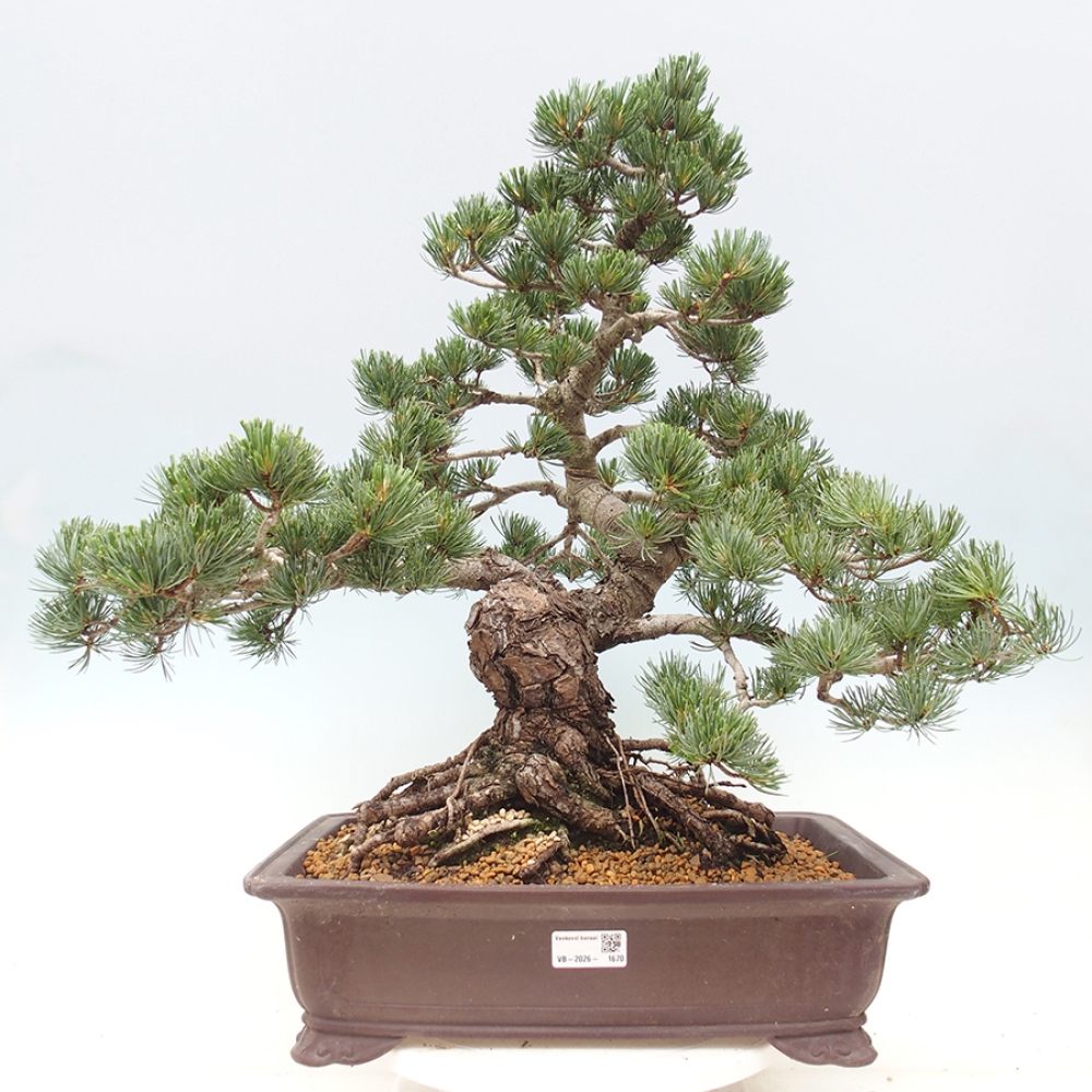 Bonsai für draußen - Pinus parviflora - Pinus parviflora
