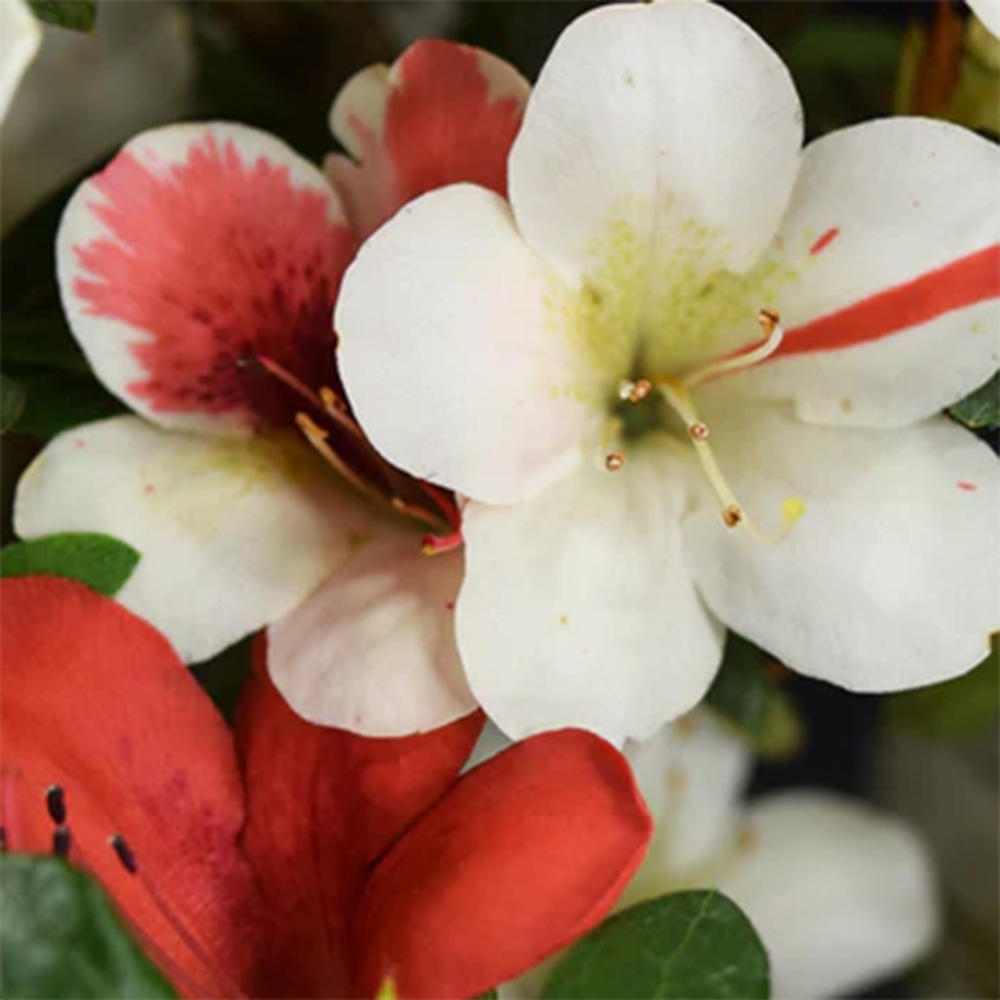 Bonsai für draußen - Japanische Azalee - Azalee Karenai-no-tenshi
