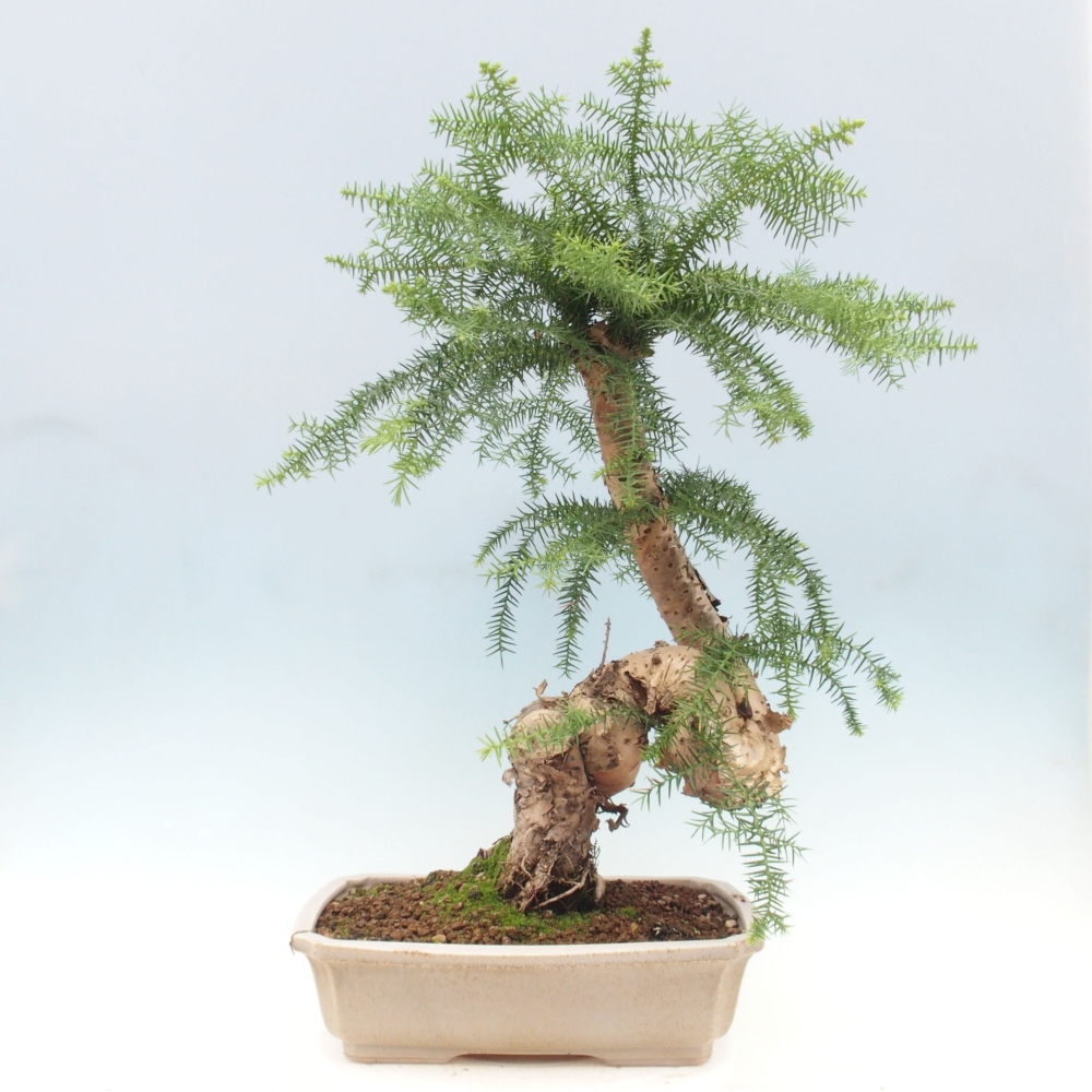 Zimmer Bonsai - Araukarie - Zimmer Fichte