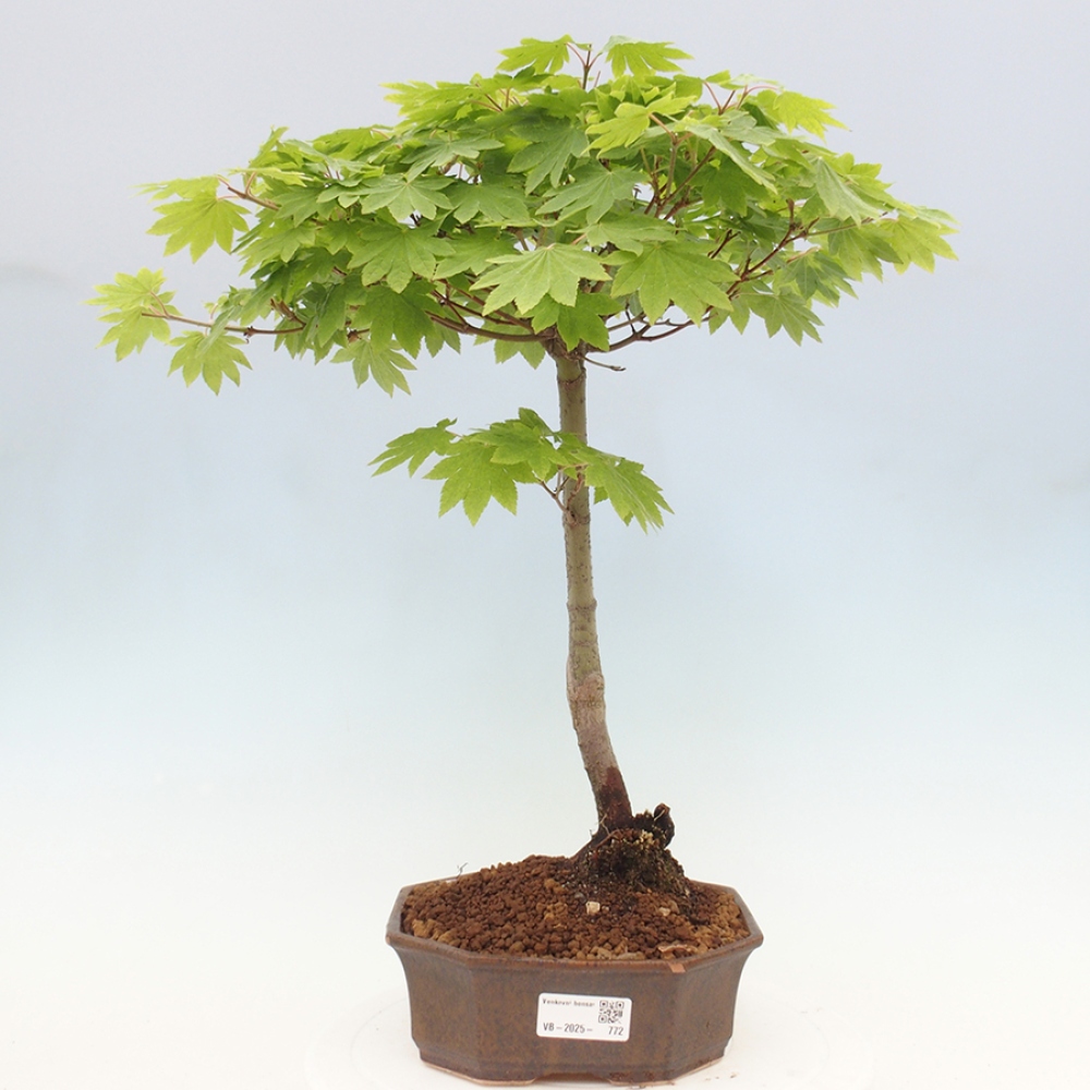 Bonsai im Freien - Ahorn palmatum katsura GISAN - Ahorn palmat