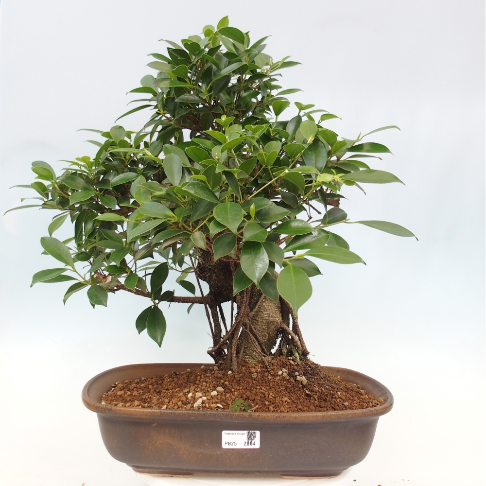 Zimmerbonsai - Ficus kimmen - kleinblättriger Ficus - NUR PERSÖNLICHE ABHOLUNG oder Palettentransport