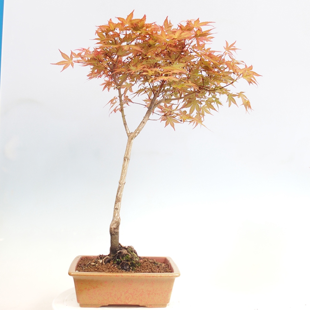 Ahorn - Acer palmatum Beni Tsukasa