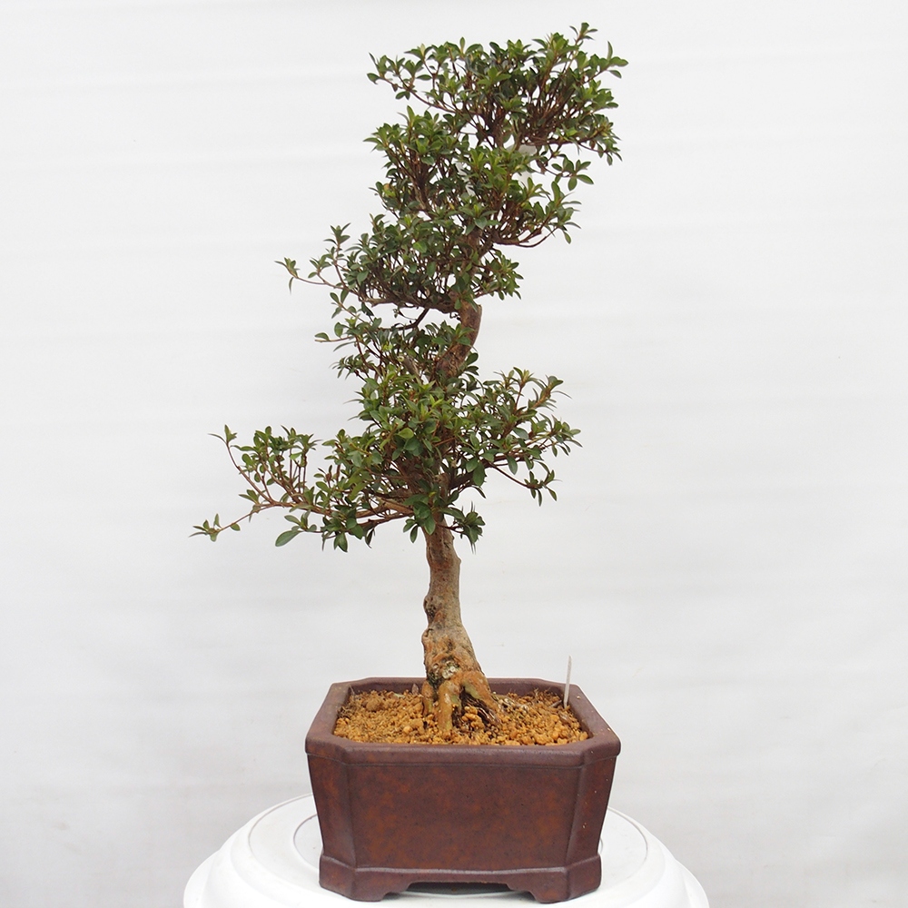 Bonsai für draußen - Japanische Azalee - Azalee Hanatsuzuri