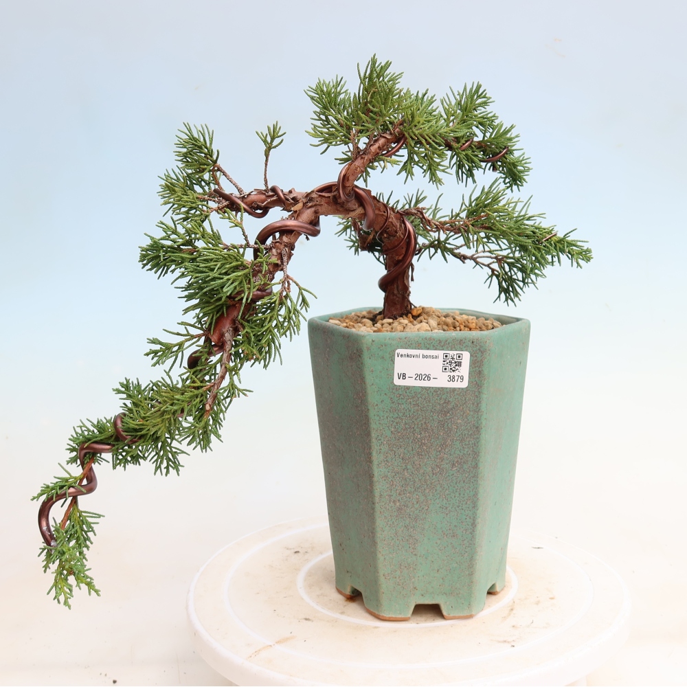 Bonsai für draußen - Juniperus chinensis Kishu