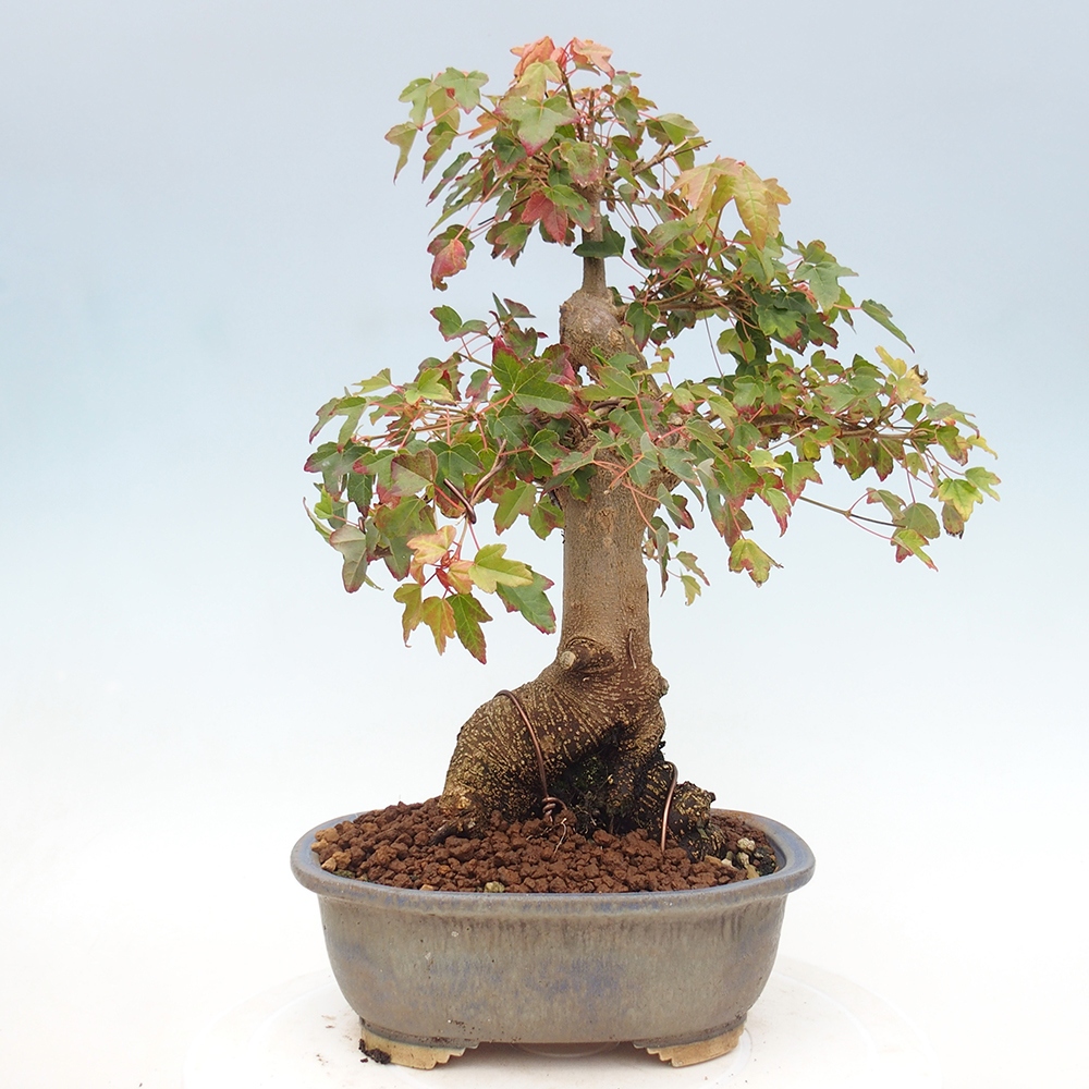 Bonsai im Freien - Ahorn Buergerianum - Burger Maple