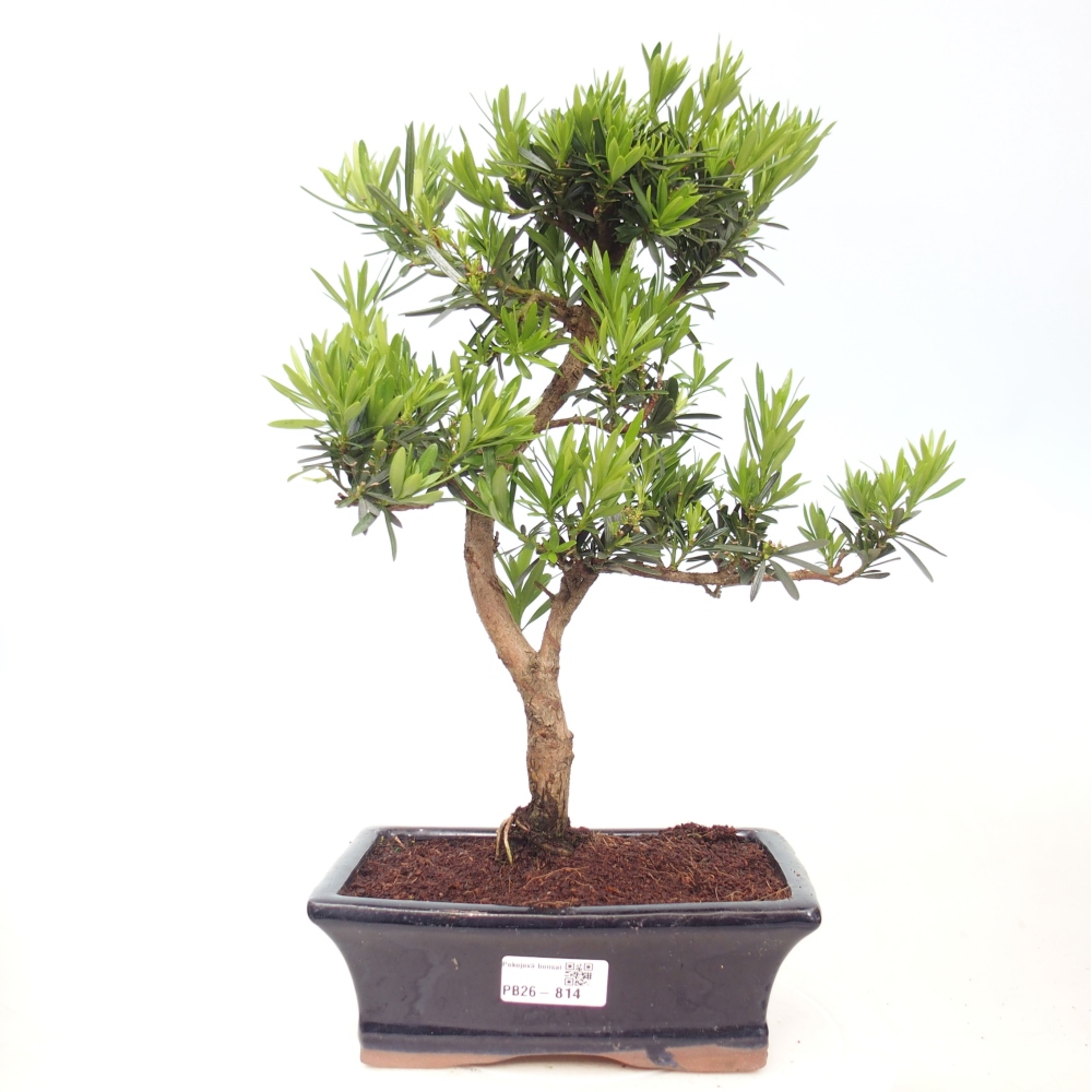 Zimmerbonsai - Podocarpus - Stein-Eibe