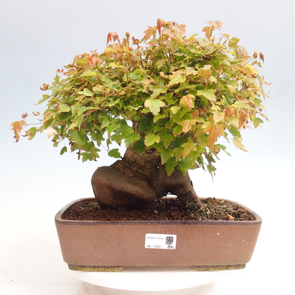 Bonsai im Freien - Ahorn Buergerianum - Burger Maple