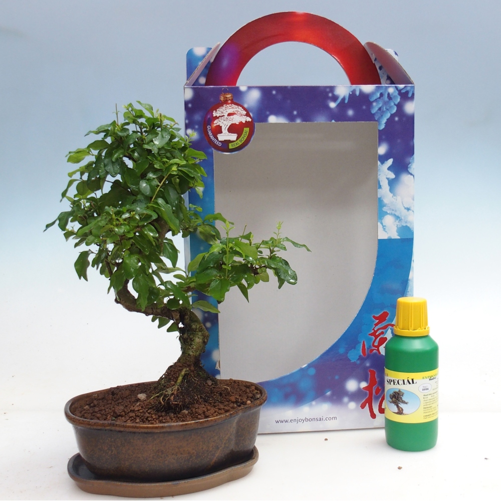 Zimmerbonsai im Geschenkkarton