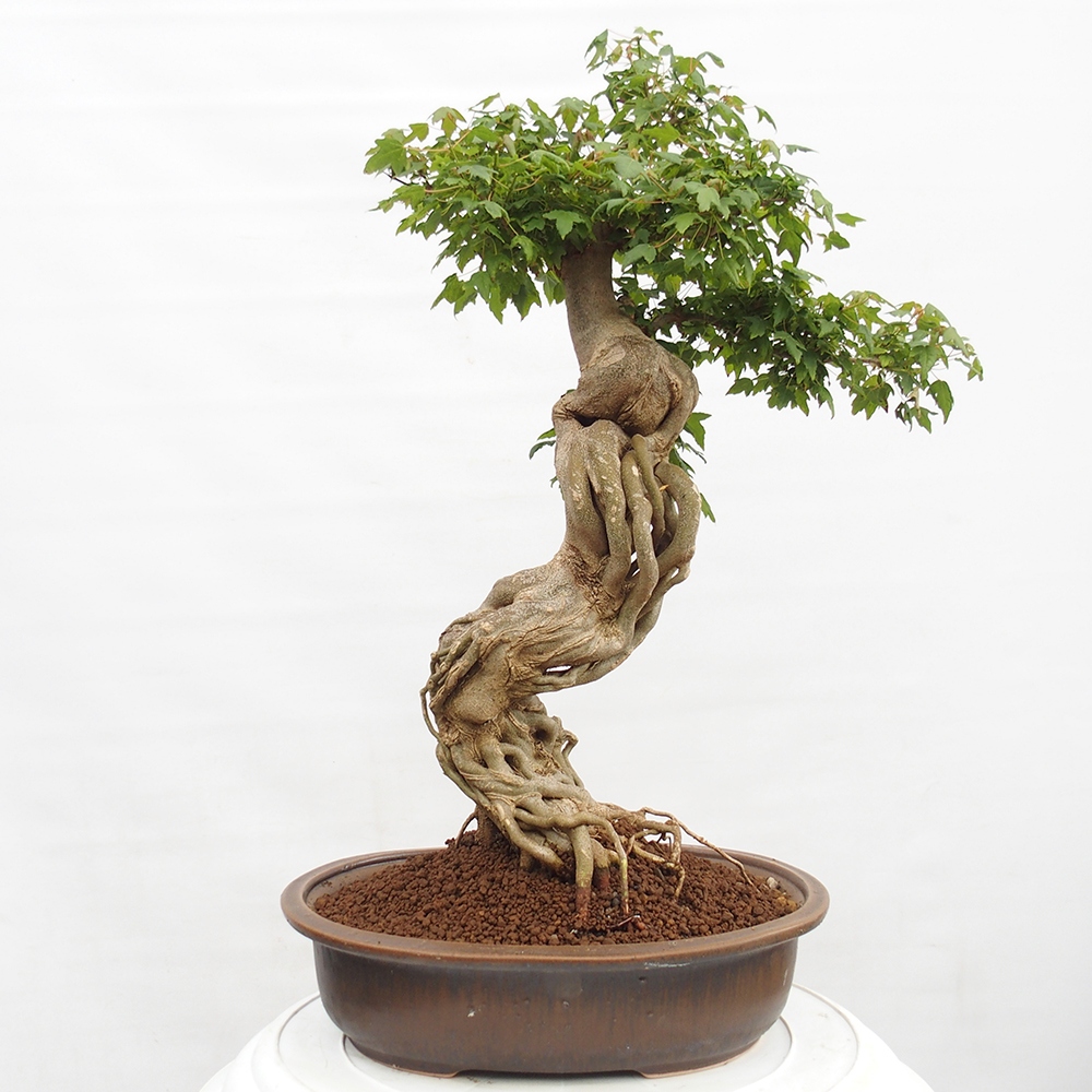 Bonsai im Freien - Ahorn Buergerianum - Burger Maple