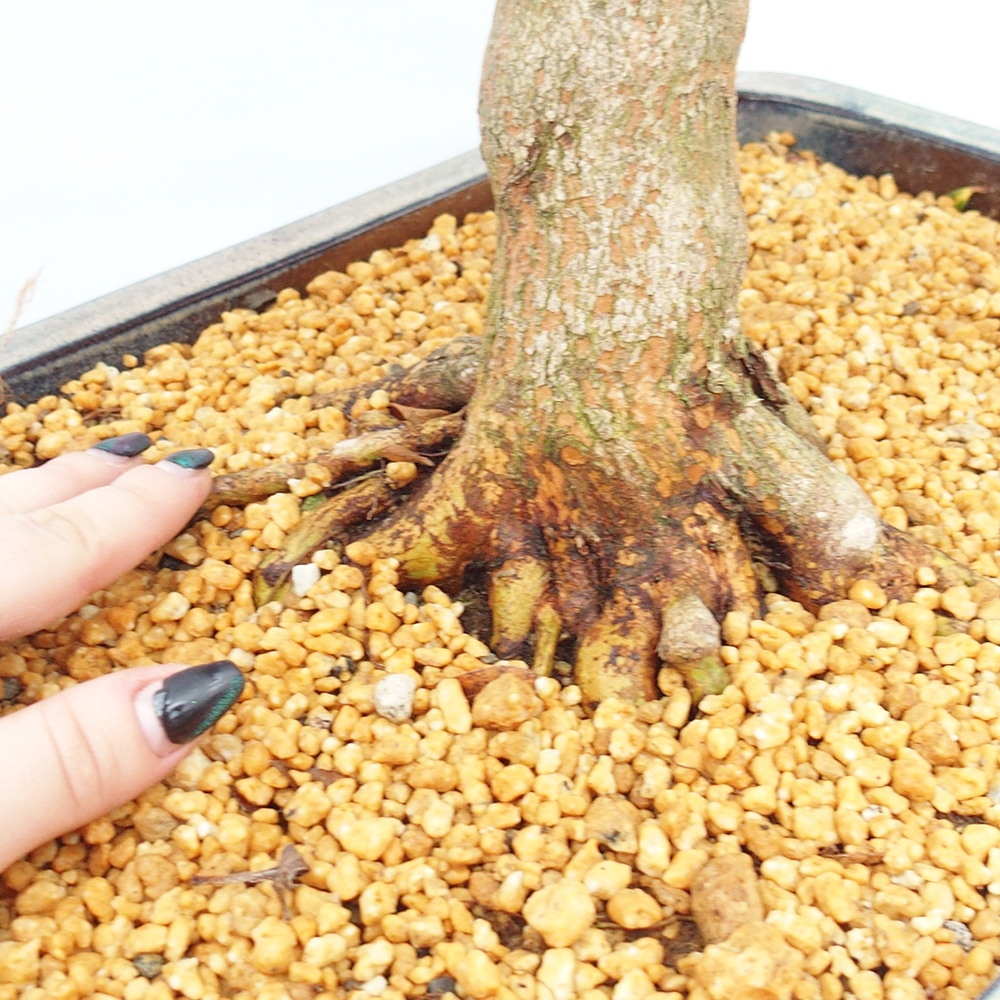 Bonsai für draußen - Japanische Azalee - Azalee Saishun