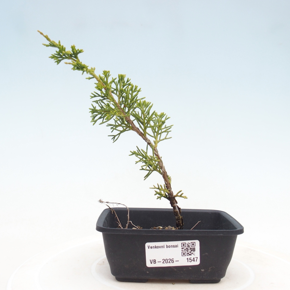 Bonsai für draußen - Juniperus chinensis Itoigawa