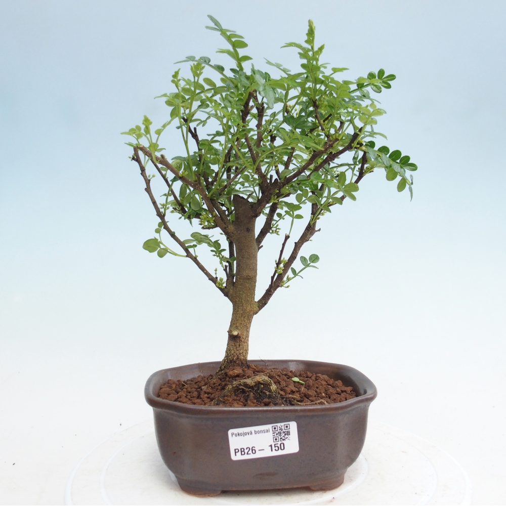 Zimmer Bonsai - Zantoxylum piperitum - Pfefferbaum