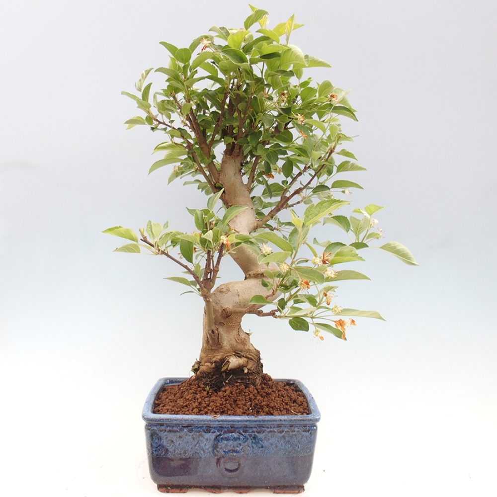 Bonsai im Freien - Malus halliana - Kleinfruchtiger Apfelbaum