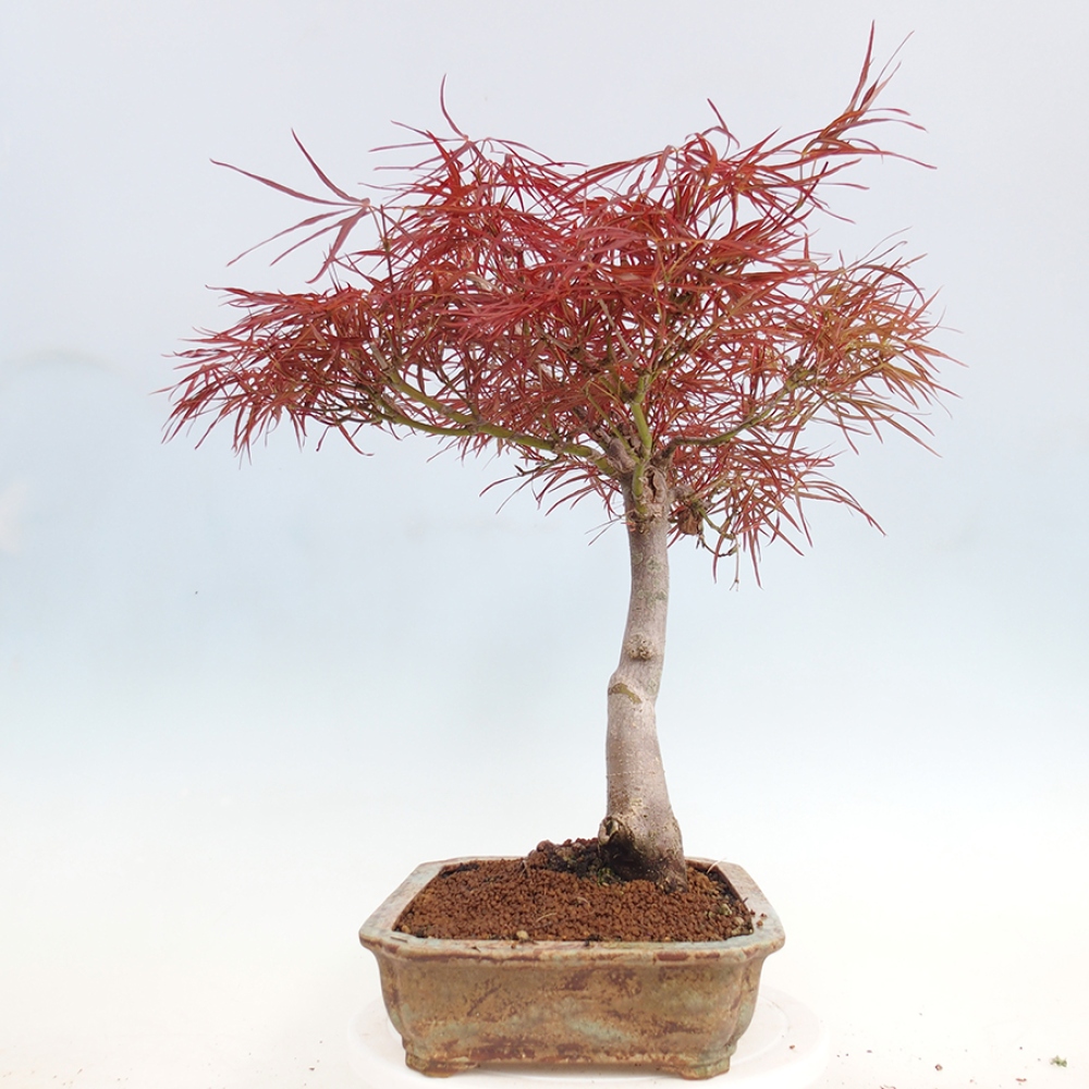 Bonsai im Freien - Acer palmatum RED PYGMY
