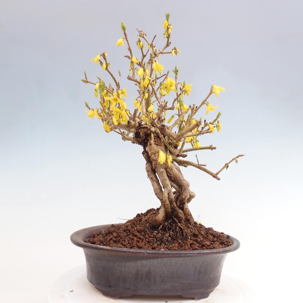 Bonsai für draußen - Zlatice - Forsythia koreana
