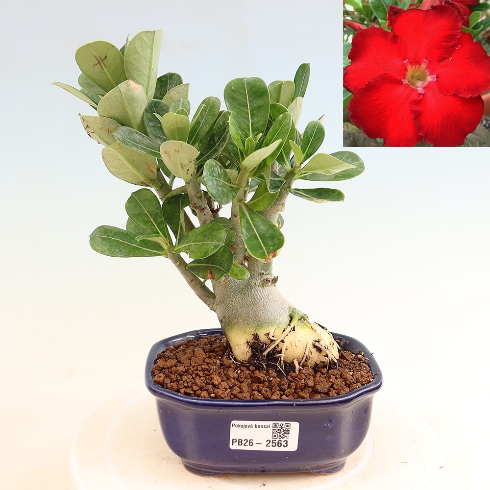 Zimmerbonsai – Adenium obesum „Red Star“ – Wüstenrose