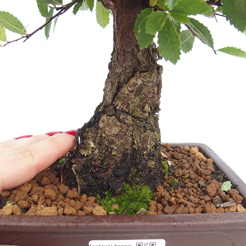 Bonsai im Freien - Zelkova - Zelkova NIRE