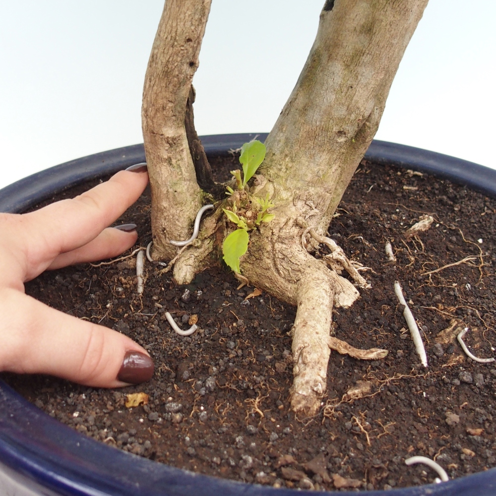 Zimmerbonsai - Duranta erecta Aurea