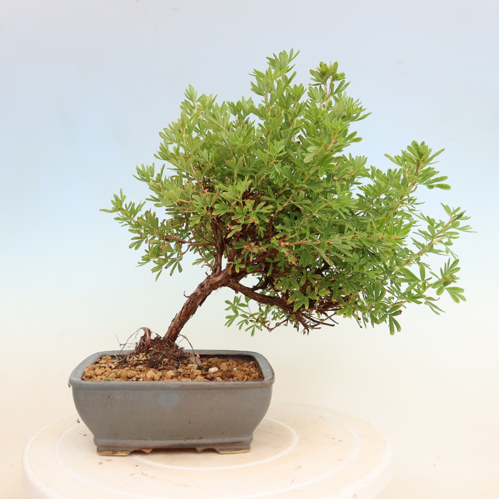 Bonsai für den Außenbereich – Strauch-Blutwurz – Potentilla fruticosa Bellissima